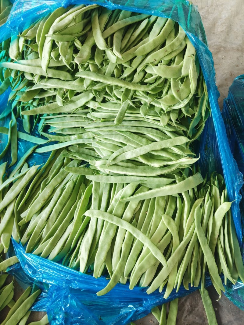 绿扁豆聊城青扁豆角商超电商配货一手货源代发全国市场