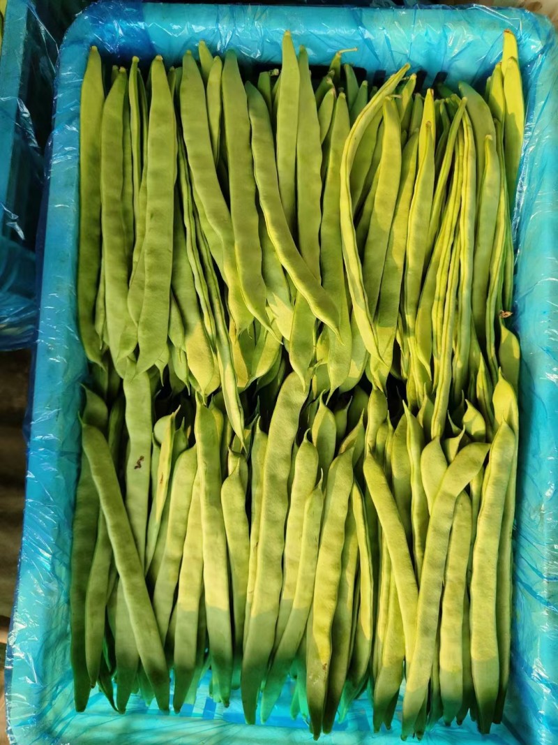 绿扁豆聊城青扁豆角商超电商配货一手货源代发全国市场
