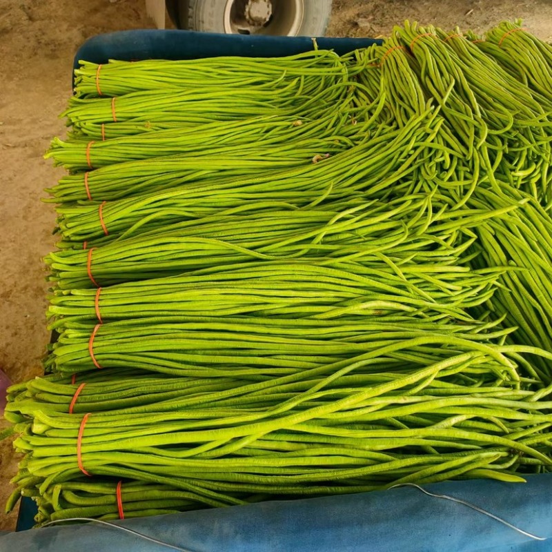 长豆角青条豆角白条豆角商超配货净菜加工代发全国