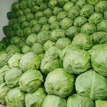 甘蓝宣甘蓝面包菜大量供货保质保量产地直发支持各种包装