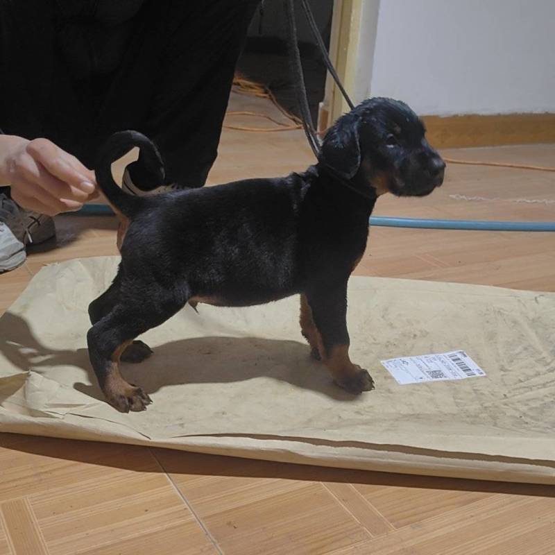 杜宾狗狗，潍坊杜宾血统杜宾，小狗，幼犬