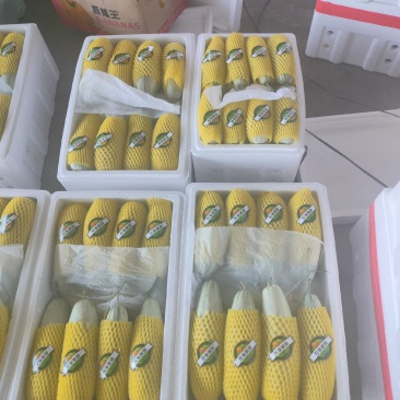 博洋甜瓜持续大量供应规格齐全，可视频看货代发全国