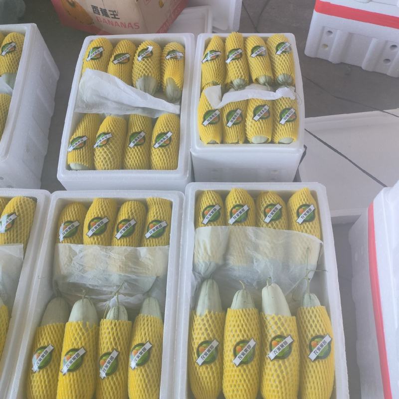 博洋甜瓜持续大量供应规格齐全，可视频看货代发全国