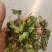 抱石莲，干货包邮