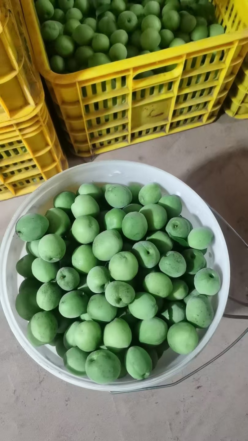 优质精品青梅