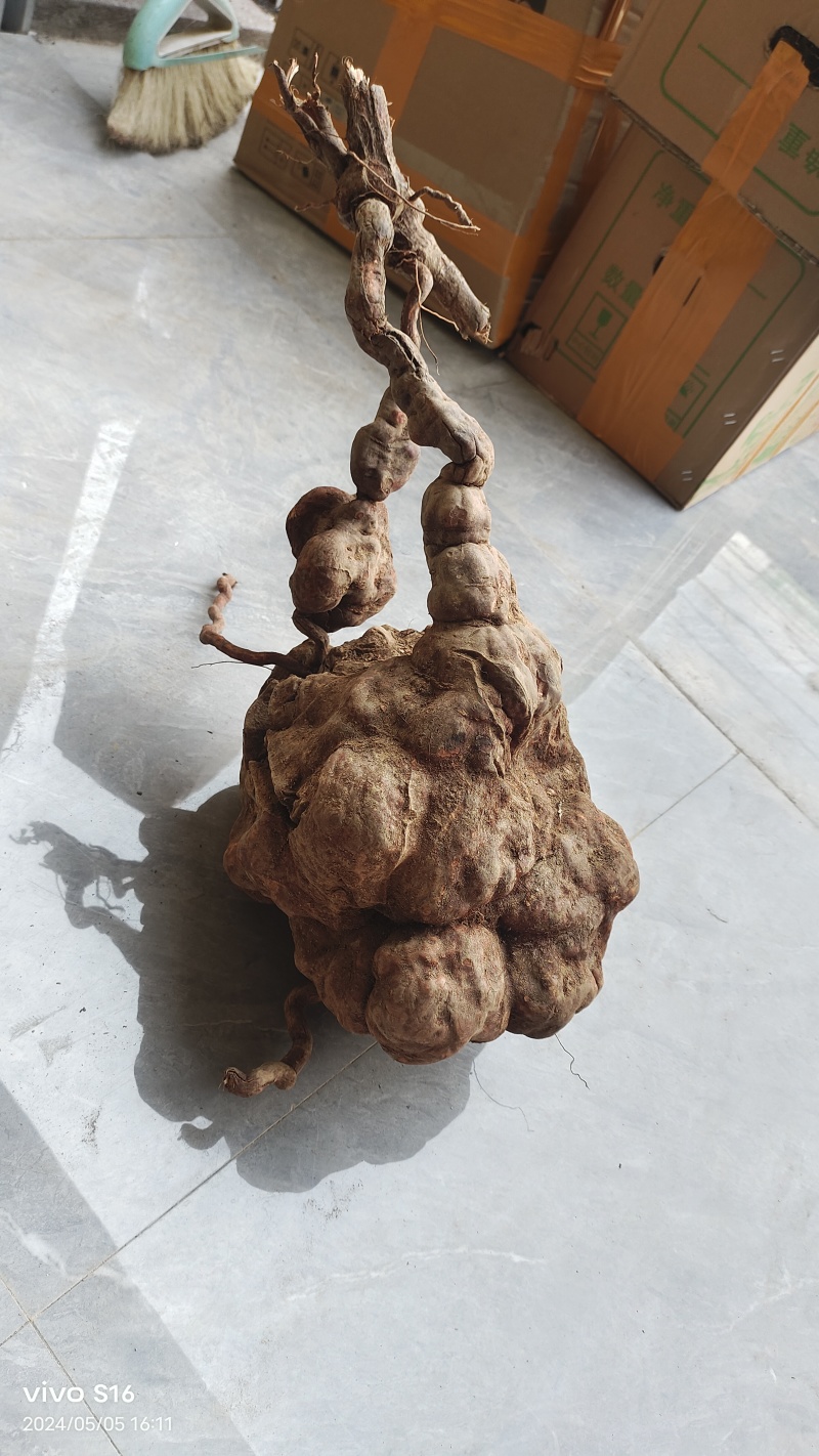 可种活的何首乌