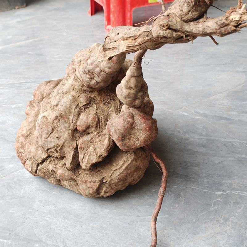 可种活的何首乌