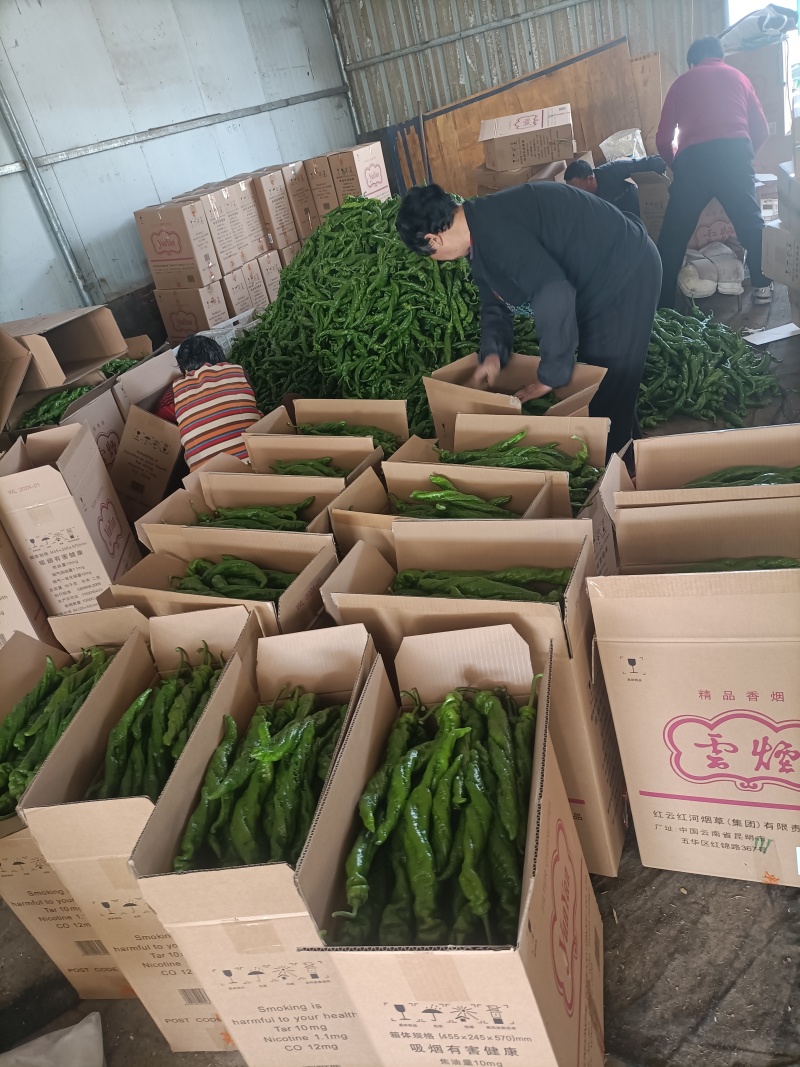河北省唐山市滦南县螺丝椒开始上市
