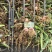 河南把子蒜/中牟把子蒜/产地货源/大量供应/全国发货
