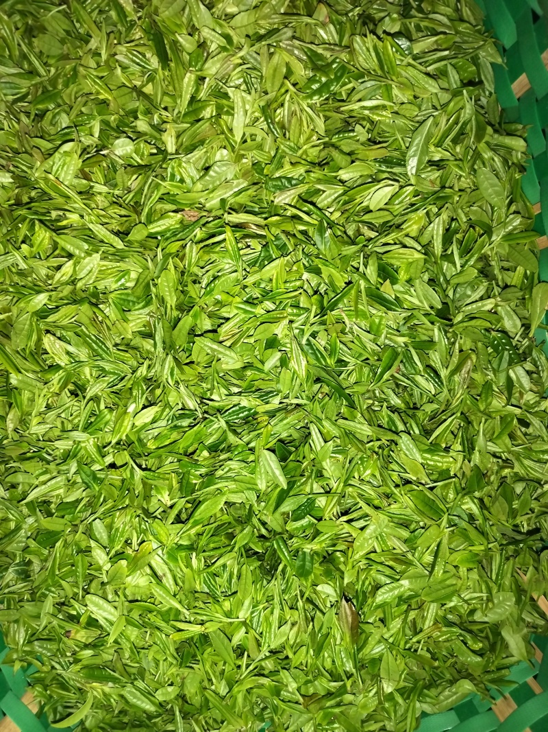 明前特级礼盒装500g大化坪茶王核心产区直销