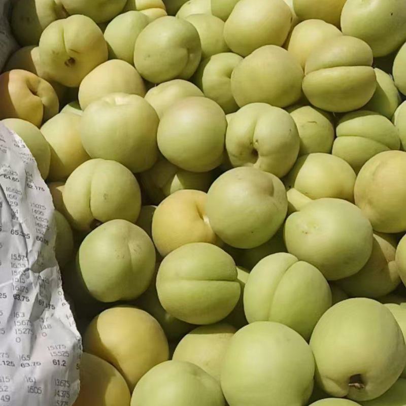 香白杏预售阶段6月货下来大量有货