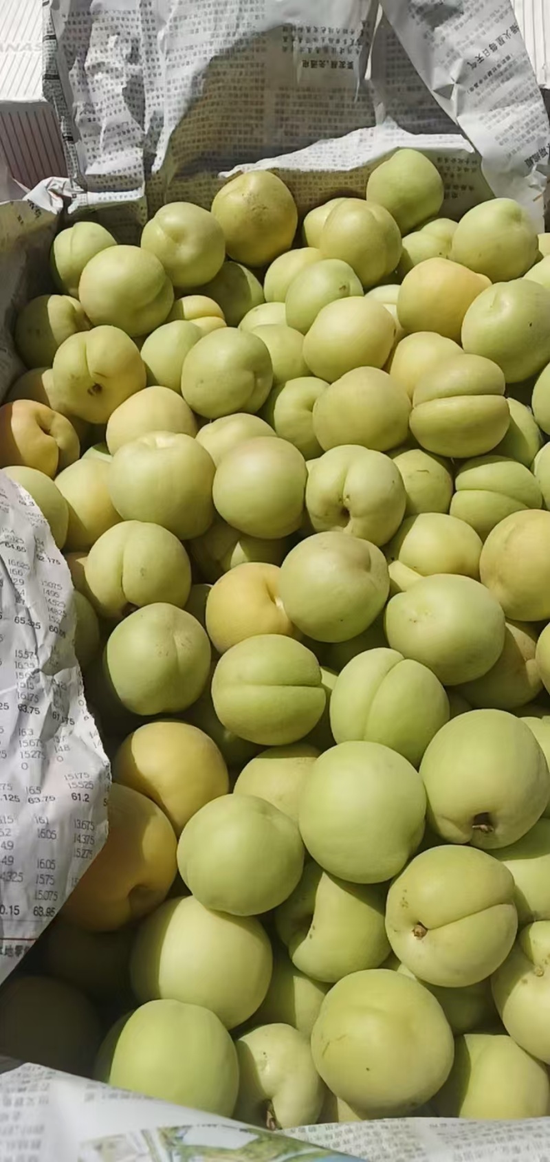 香白杏预售阶段6月货下来大量有货