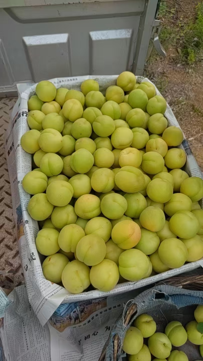 香白杏上市了大量有货