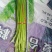河北邯郸新鲜精品红毛蒜苔葱蒜类红帽蒜薹大量现货