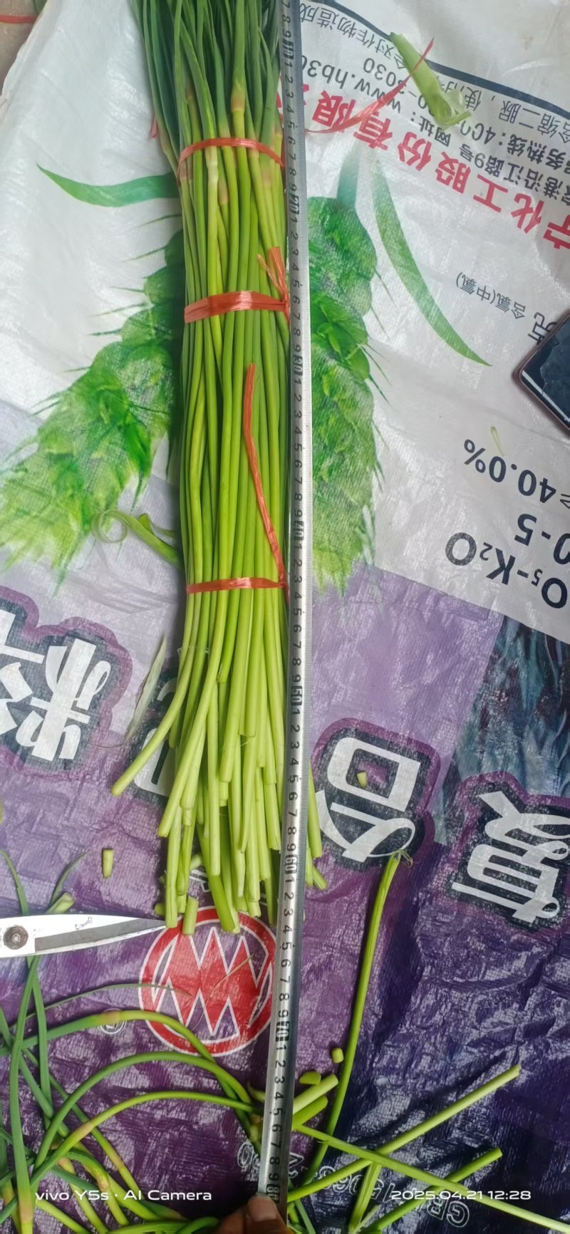 河北邯郸新鲜精品红毛蒜苔葱蒜类红帽蒜薹大量现货