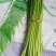 河北邯郸新鲜精品红毛蒜苔葱蒜类红帽蒜薹大量现货