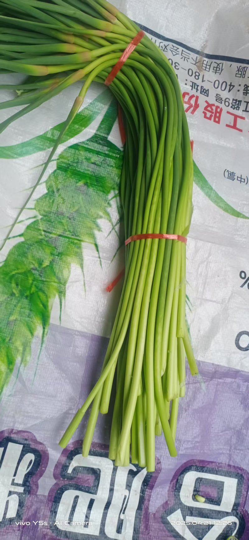 河北邯郸新鲜精品红毛蒜苔葱蒜类红帽蒜薹大量现货