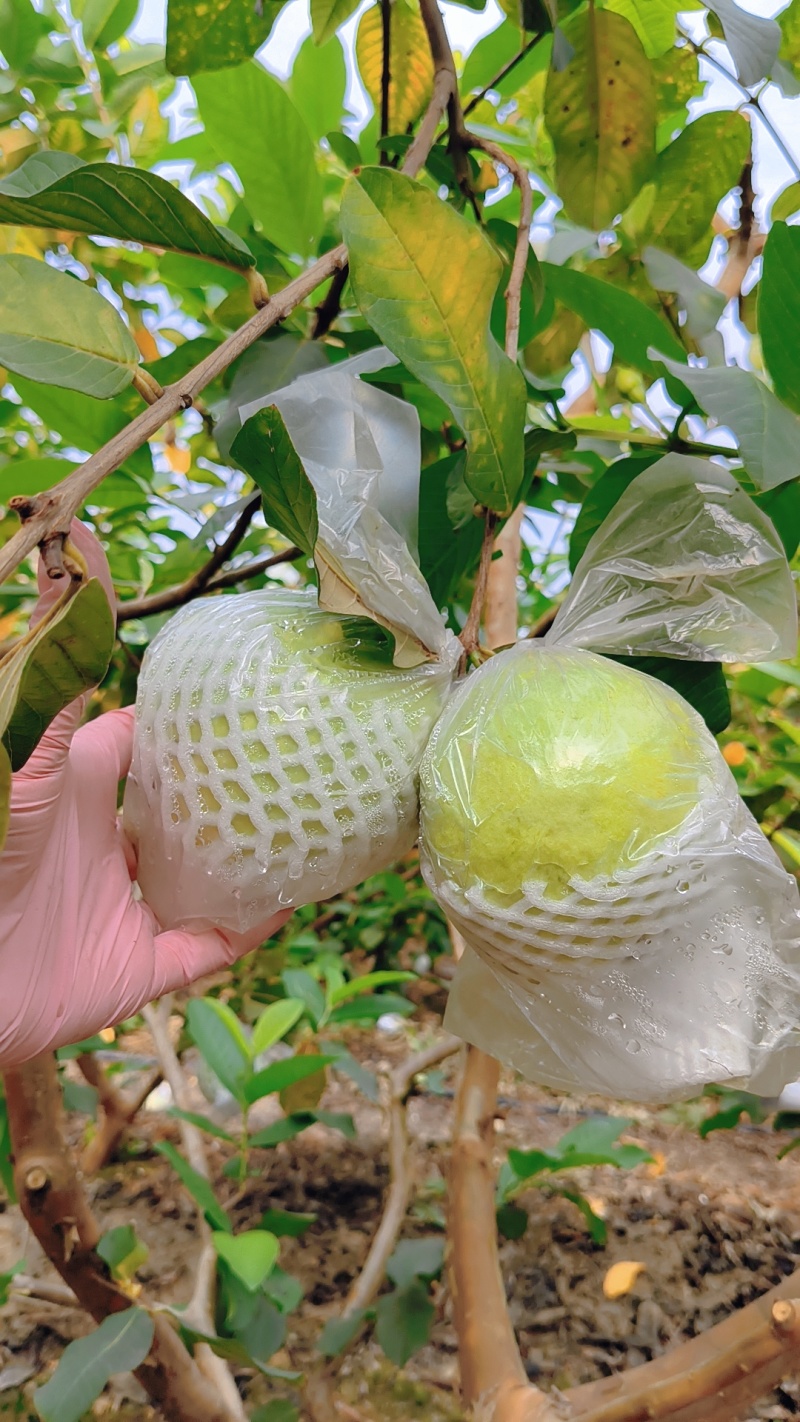 广州南沙优质脆甜番石榴/基地直供/新鲜采摘