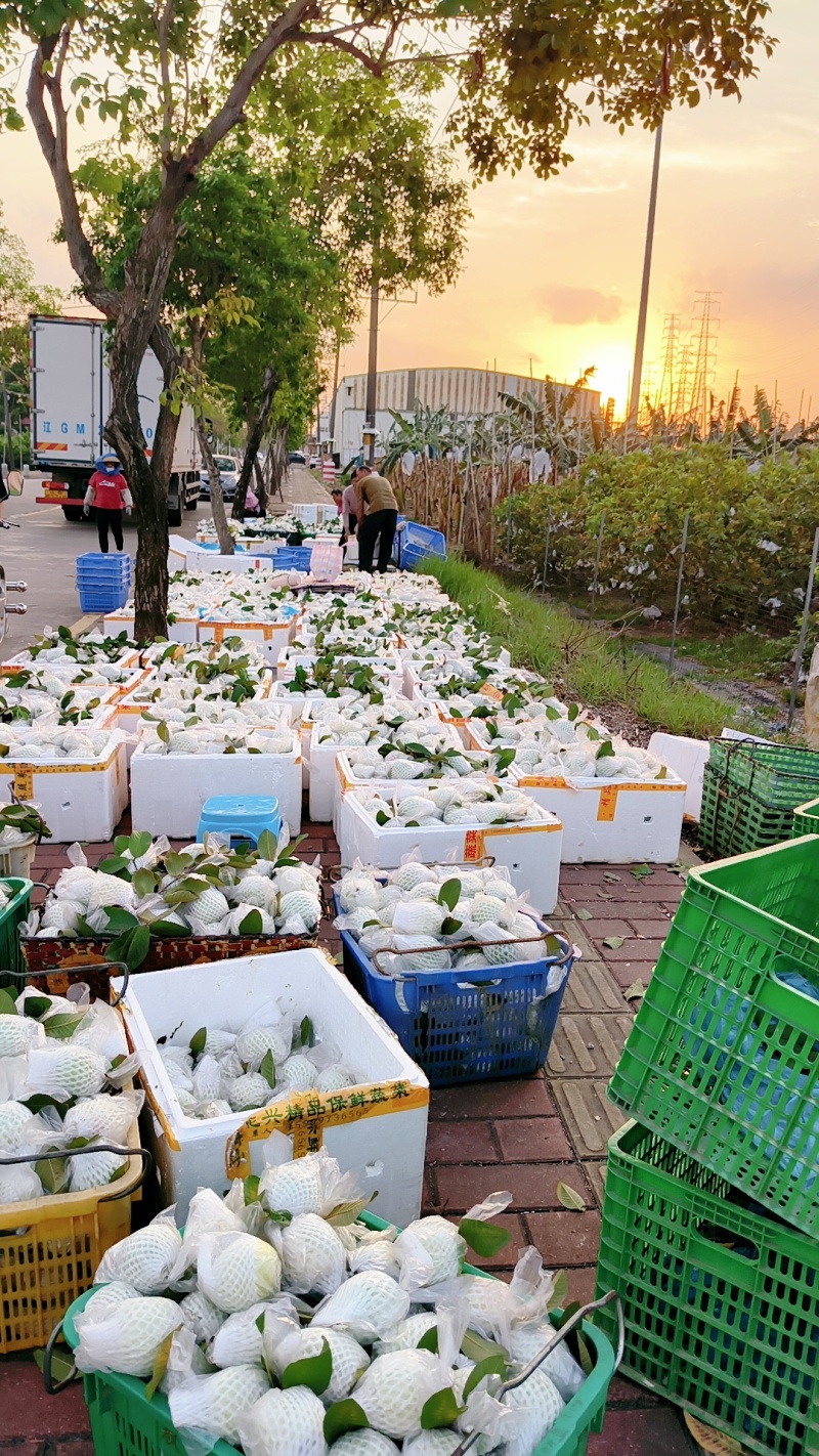 广州南沙优质脆甜番石榴/基地直供/新鲜采摘