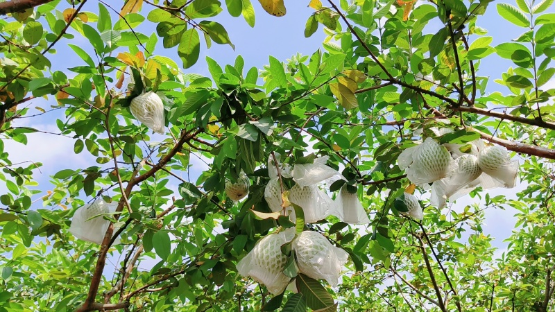广州南沙优质脆甜番石榴/基地直供/新鲜采摘