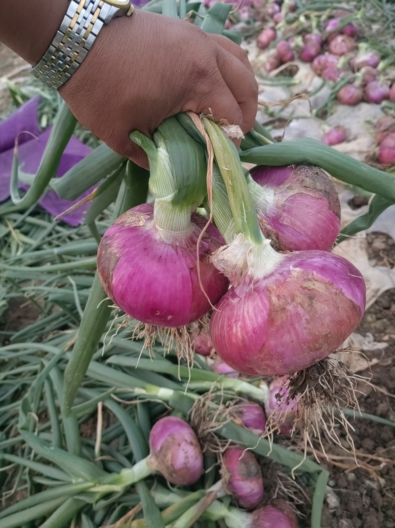 万亩蔬菜基地紫皮红葱大量供应