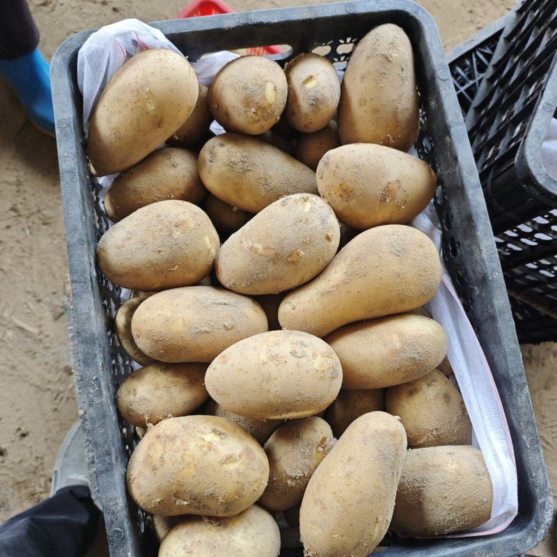 精品土豆