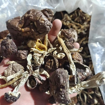 赤松茸干货自产自销质量保证统货全国发货量大优惠