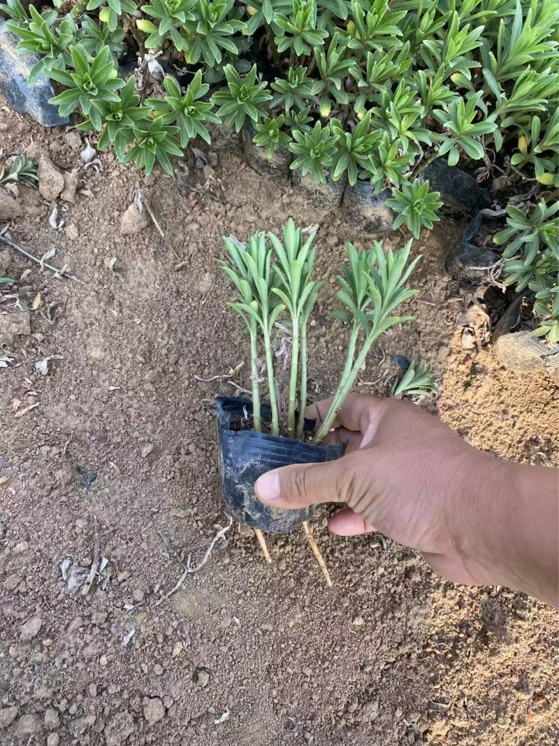 带杯容器三七景天高度20厘米