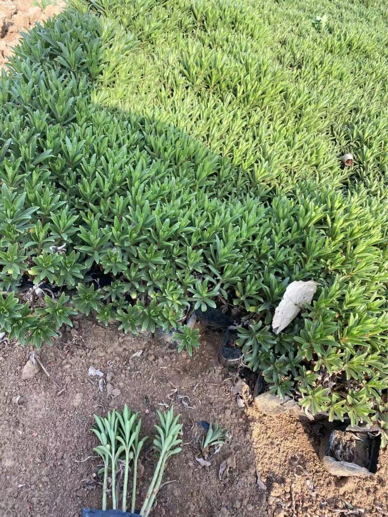 带杯容器三七景天高度20厘米