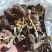 赤松茸干货自产自销质量保证统货全国发货量大优惠