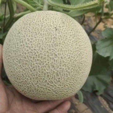 鲁厚甜