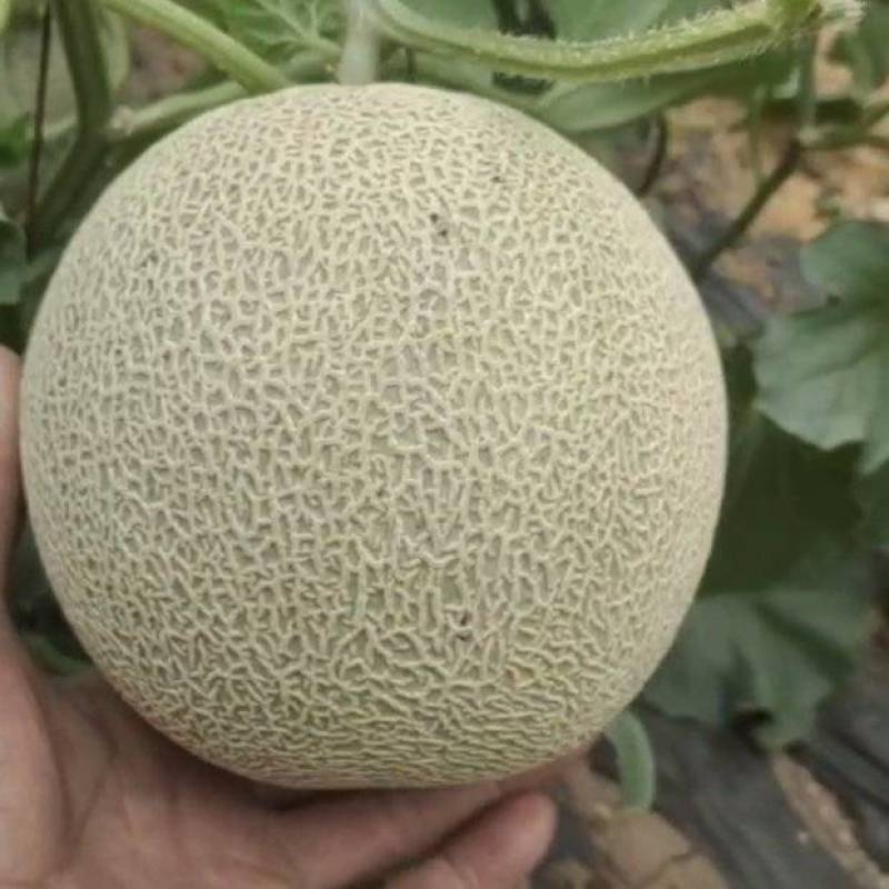 鲁厚甜