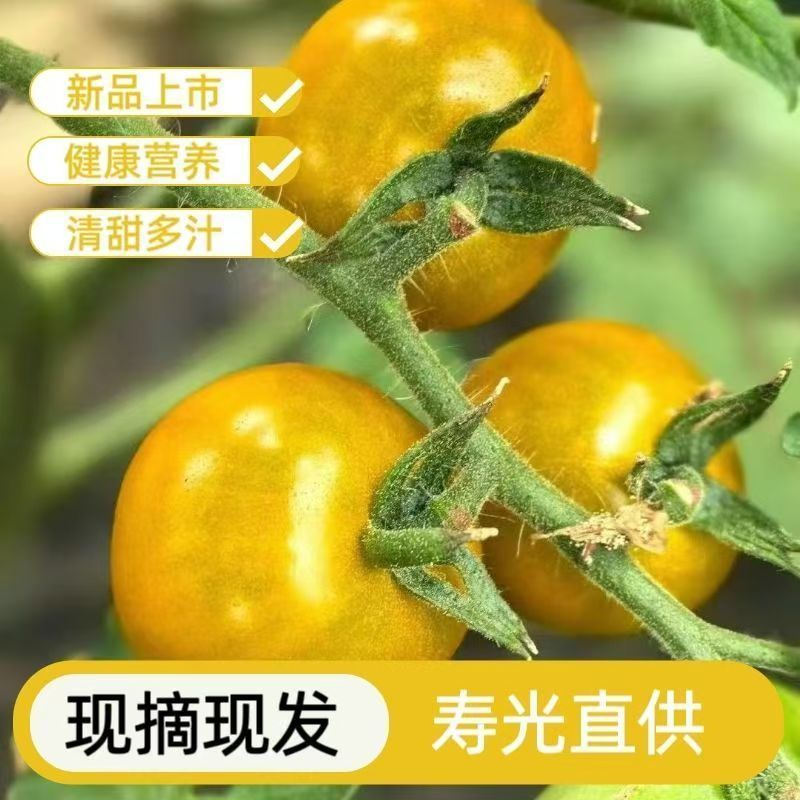 糖珀虎圣女香甜多汁现摘现发量大从优品质保证