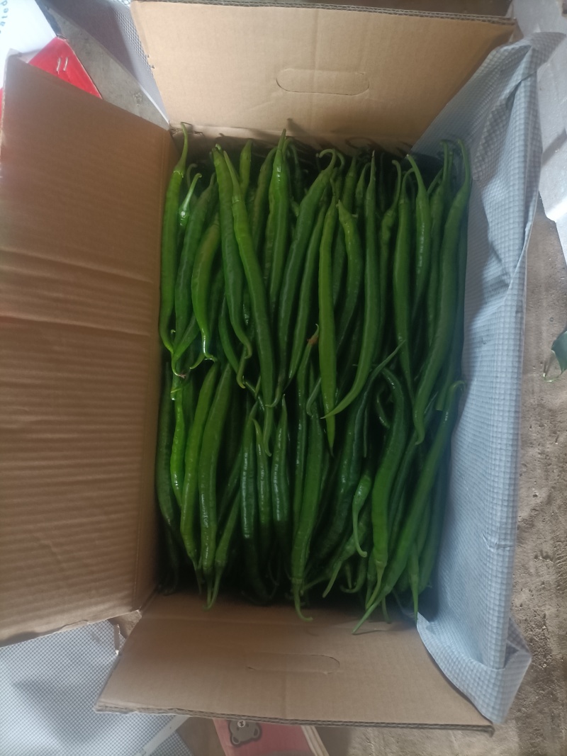 唐山市滦南县精品线椒