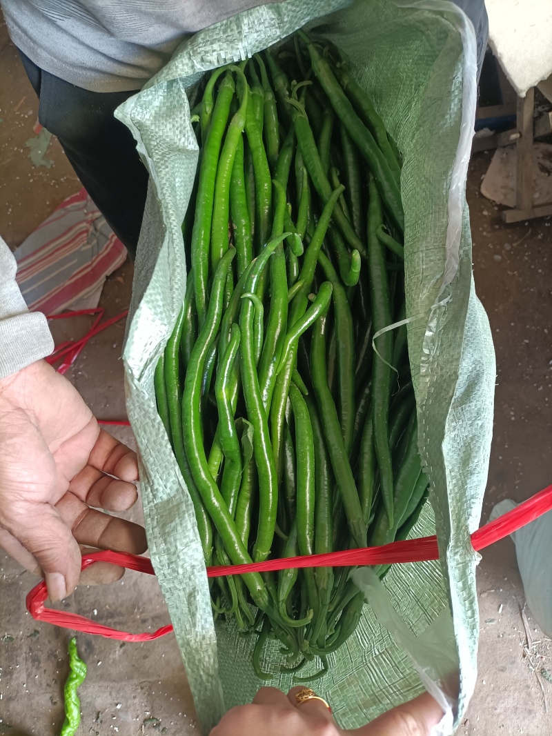 唐山市滦南县精品线椒