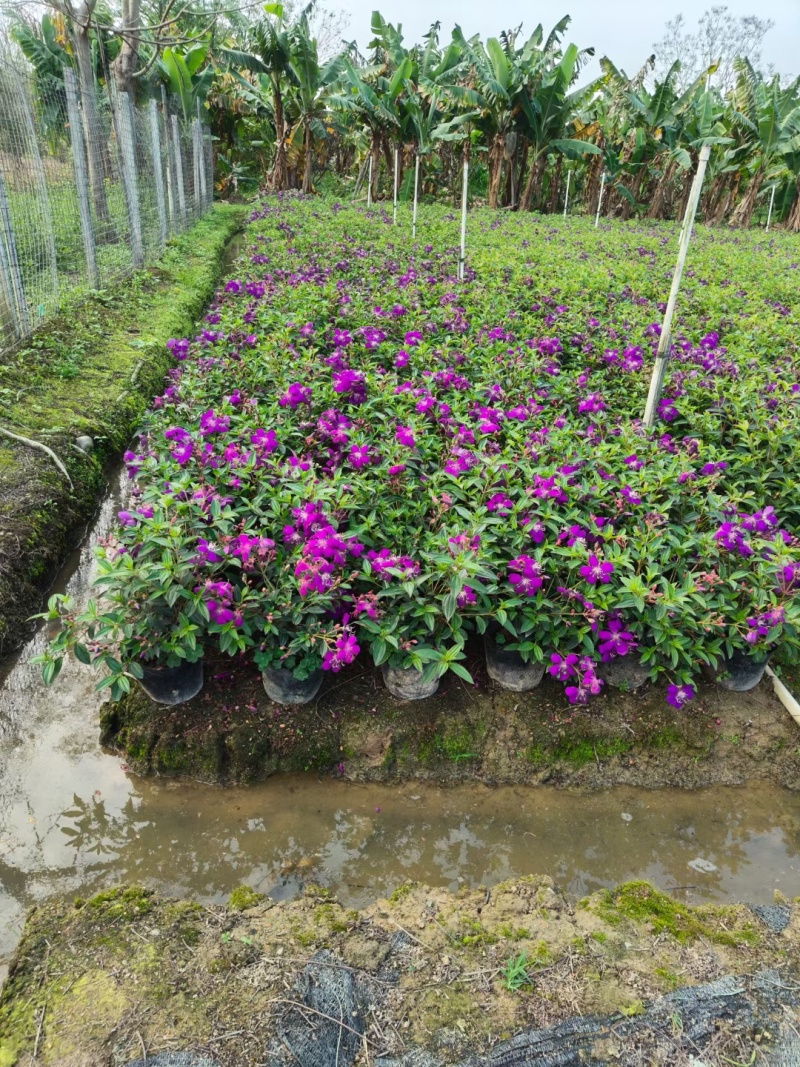 紫花牡丹50高，苗基地多种规格大量低价出售