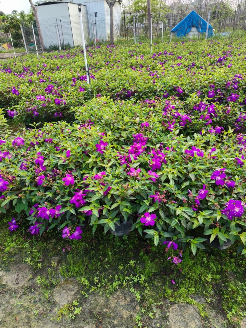 紫花牡丹50高，苗基地多种规格大量低价出售