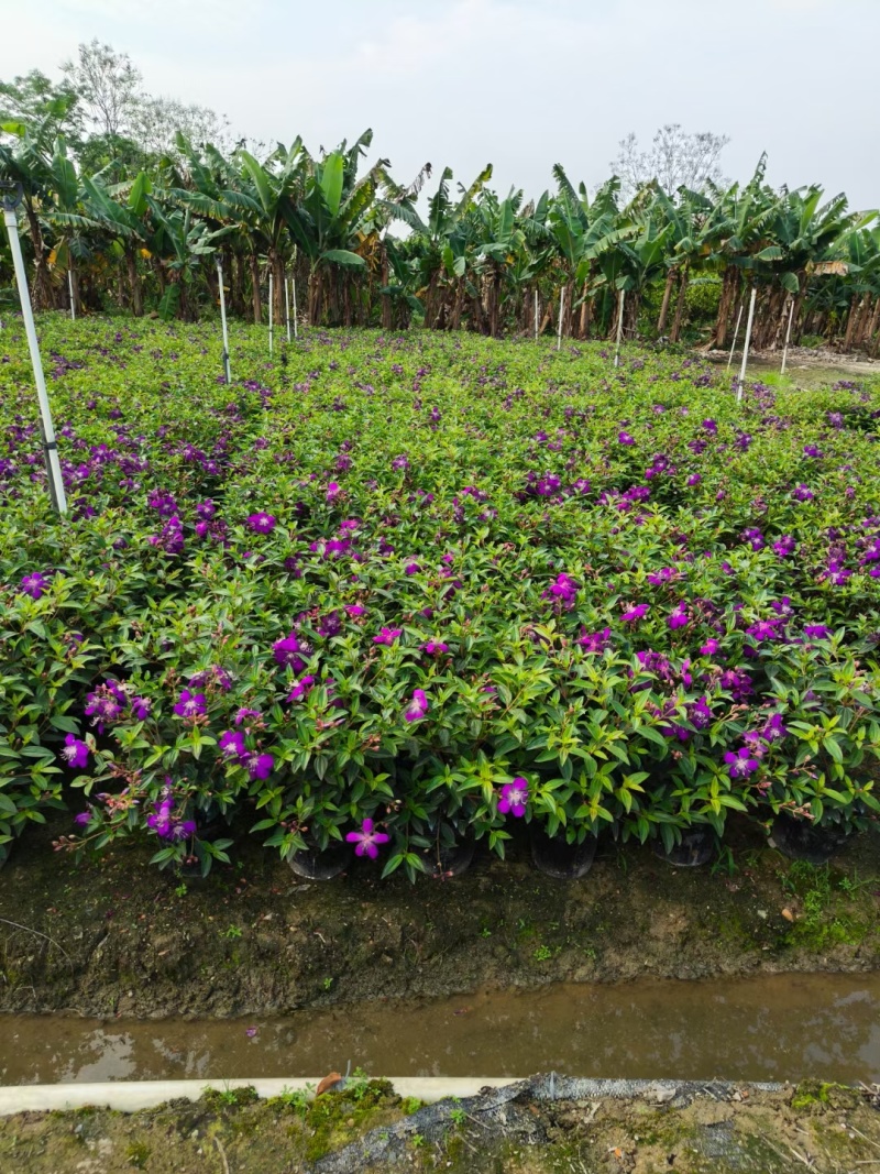紫花牡丹50高，苗基地多种规格大量低价出售