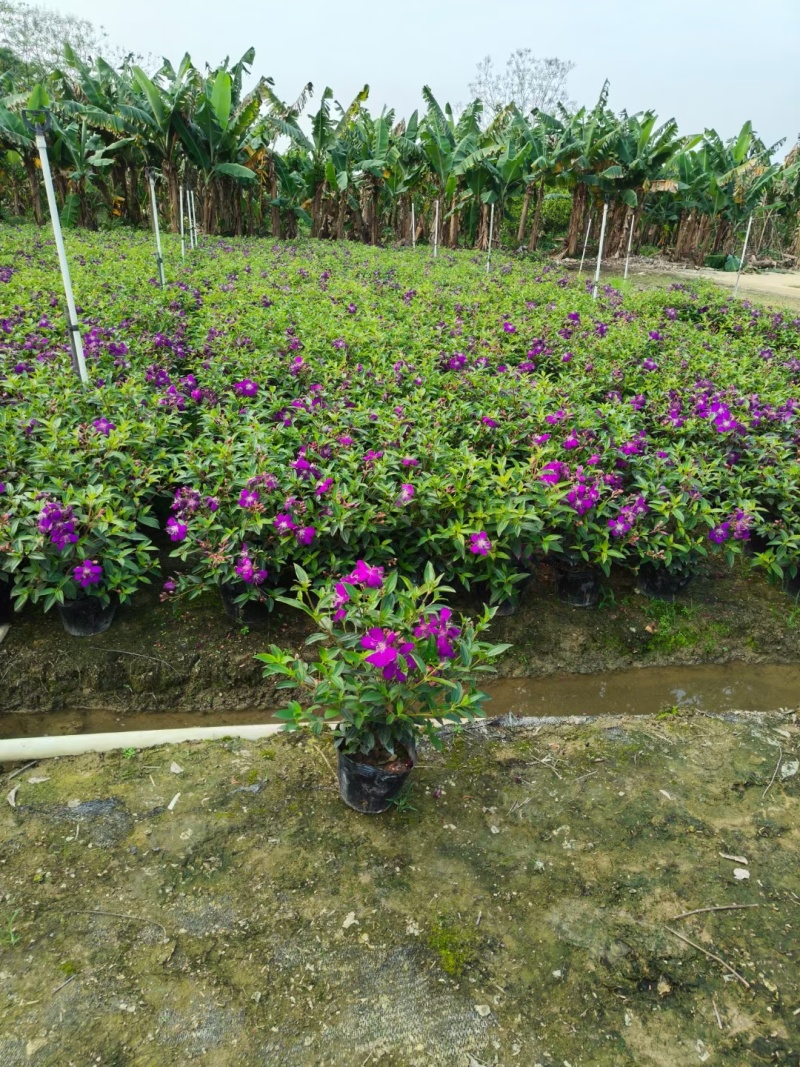 紫花牡丹50高，苗基地多种规格大量低价出售
