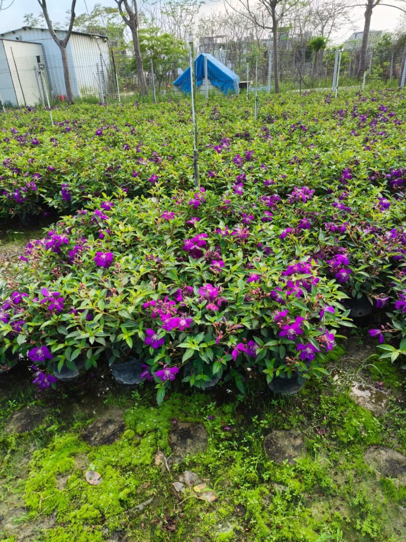 紫花牡丹50高，苗基地多种规格大量低价出售