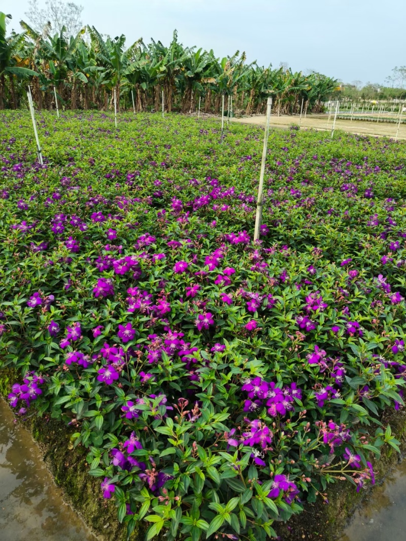 紫花牡丹50高，苗基地多种规格大量低价出售
