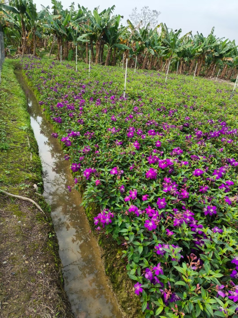 紫花牡丹50高，苗基地多种规格大量低价出售