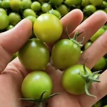 口感番茄