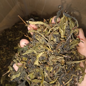 高山茶