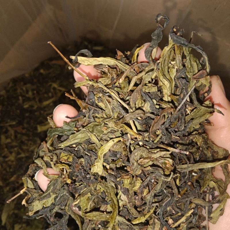 高山茶