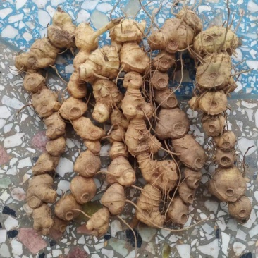 纯正野生下山货黄精，一手货源货美价格优，有现货