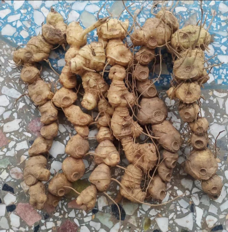 纯正野生下山货黄精，一手货源货美价格优，有现货