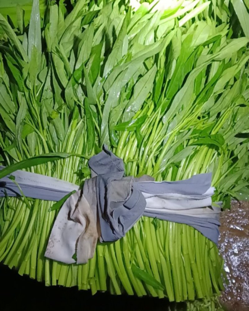空心菜