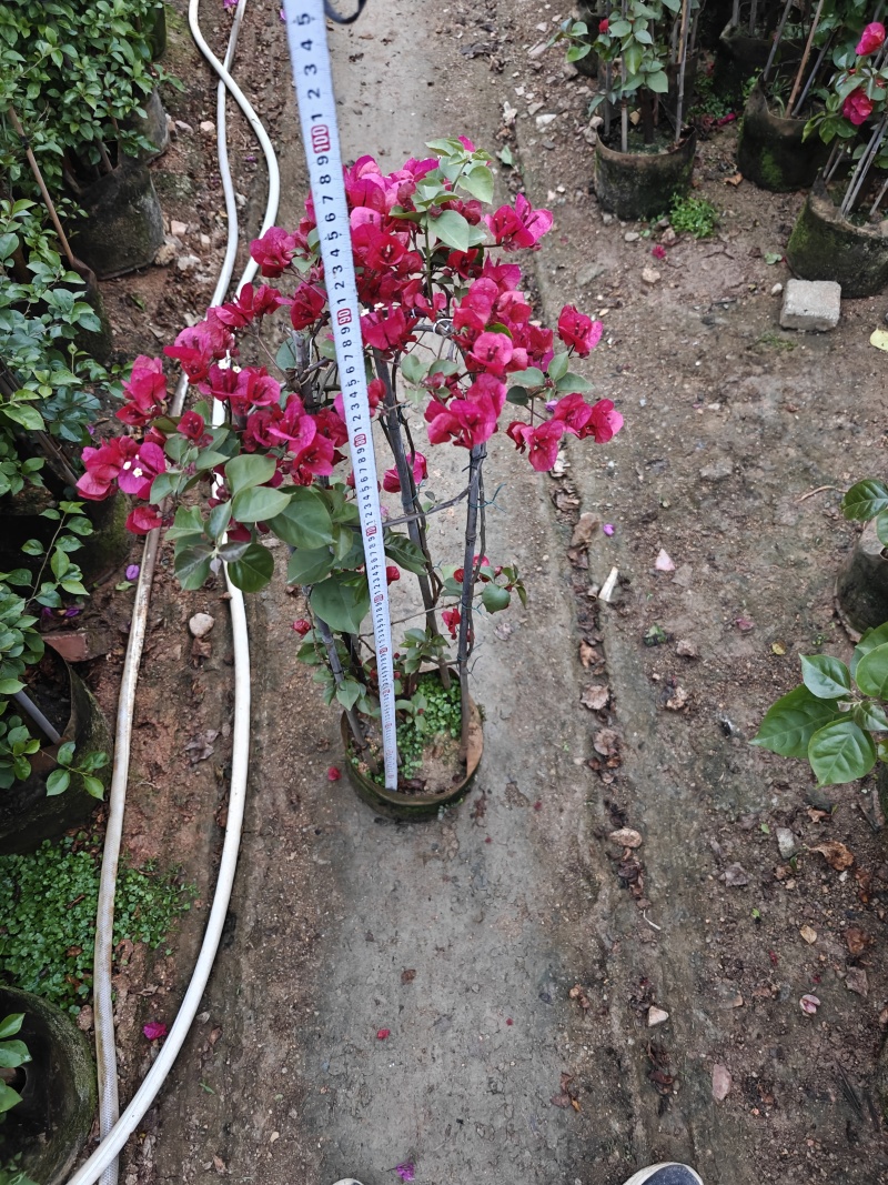 三角梅1米高，苗基地多种规格大量低价出售
