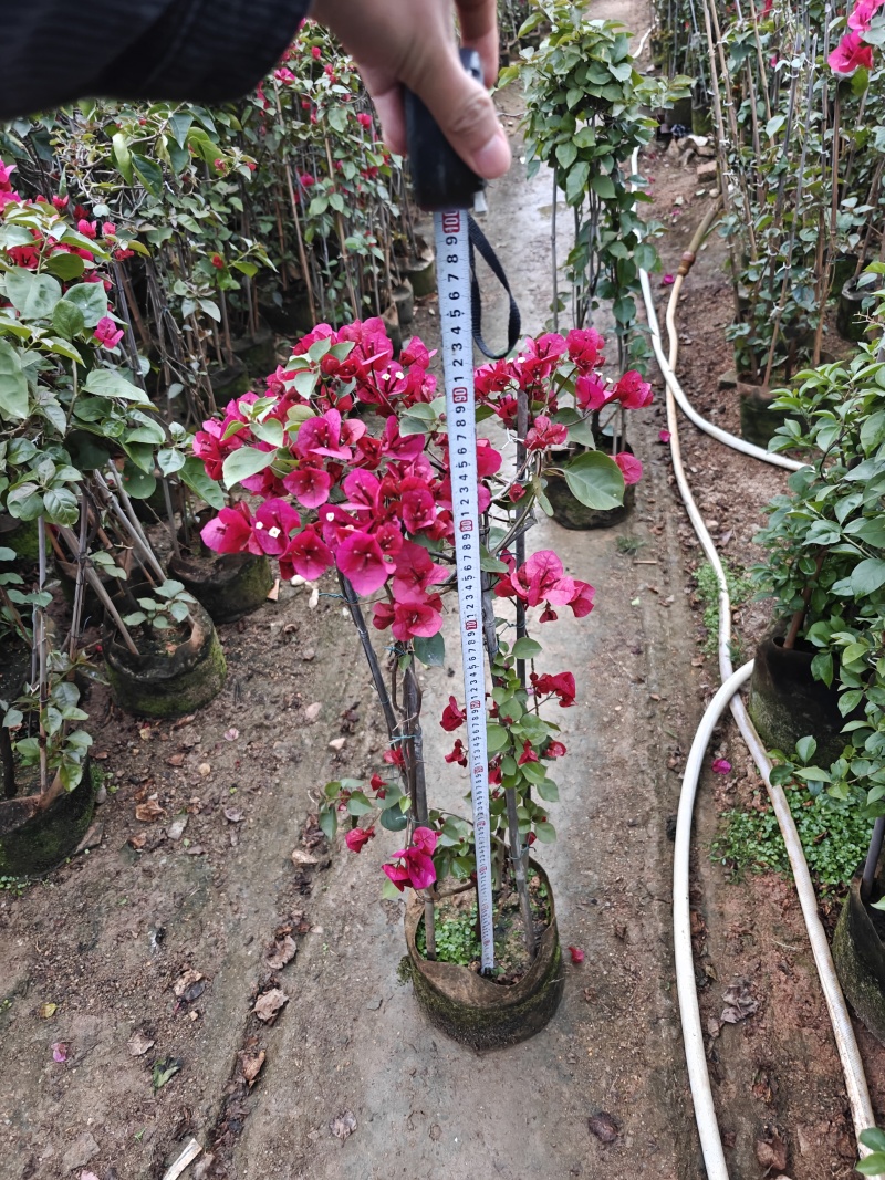 三角梅1米高，苗基地多种规格大量低价出售